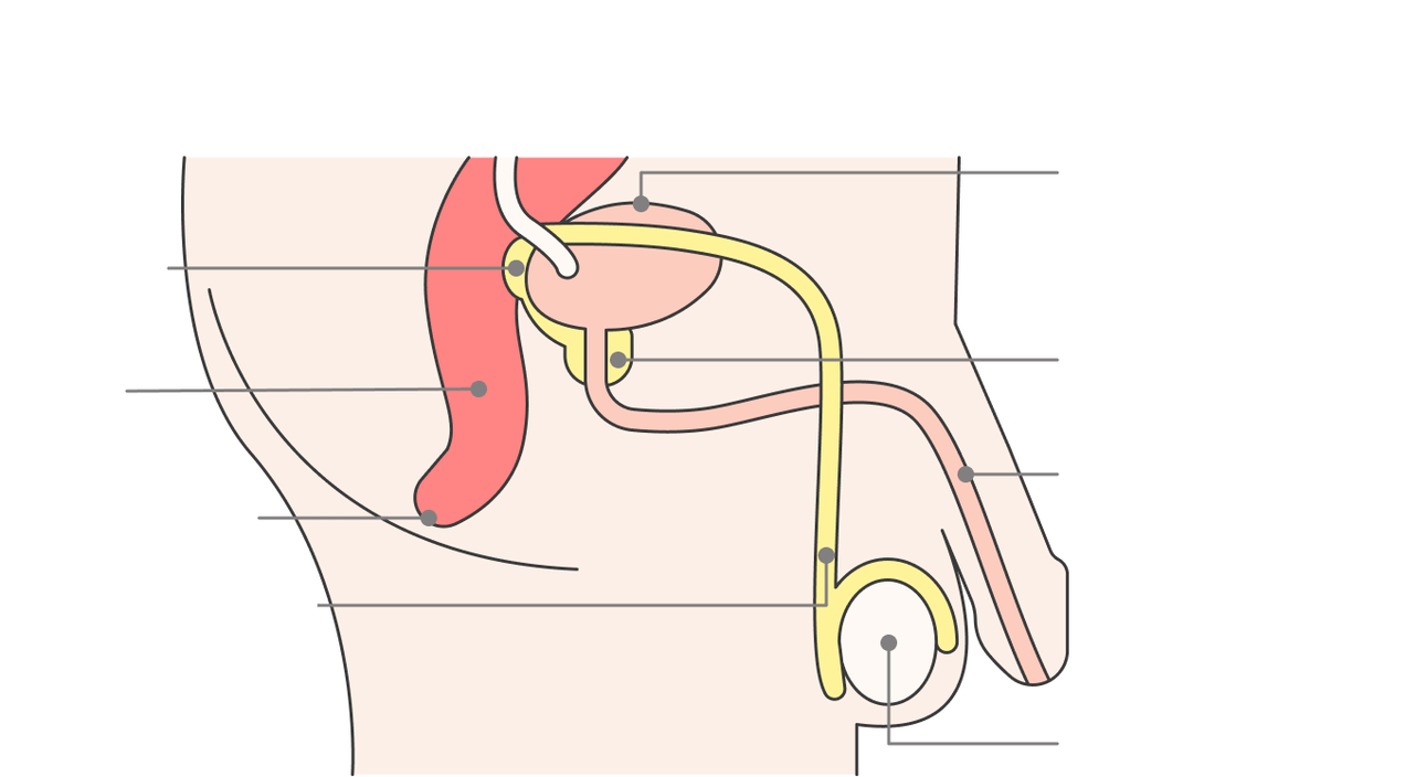 emplacement de la prostate et de ses structures